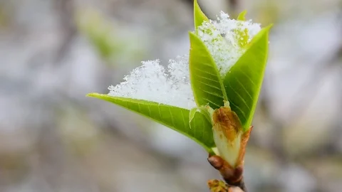 Young leaves covered in snow Stock Footage 128804845