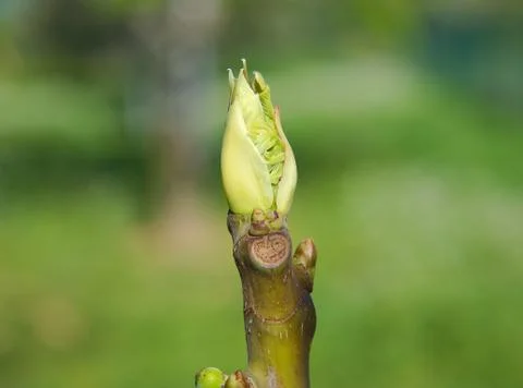 Young leaves on the fig tree in spring Stock Photos