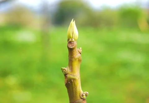 Young leaves on the fig tree in spring Stock Photos