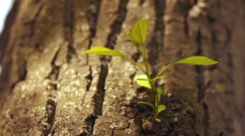 Young leaves Stock Footage 50096878