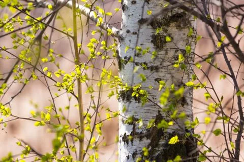 Young leaves in forest Foto stock