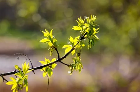 Young leaves in forest Stock-Fotos