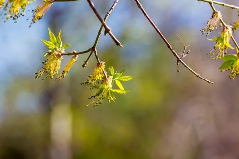 Young leaves in forest Foto stock