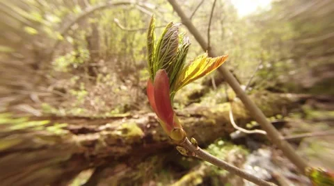 Young Leaves Get Out From Buds on a Tree Branch on Background of Stream in Stock Footage 63964110