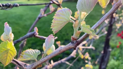 Young leaves of the grape in springtime Stock Footage 168145144