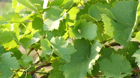 Young Leaves Of Grapes Stock-Footage 56402016