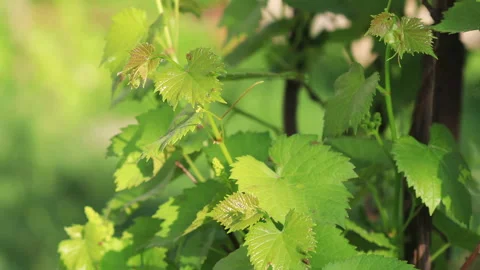Young leaves of grapes in sunlight Stock Footage 100587938