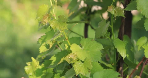Young leaves of grapes in sunlight Vídeos de archivo 150079120