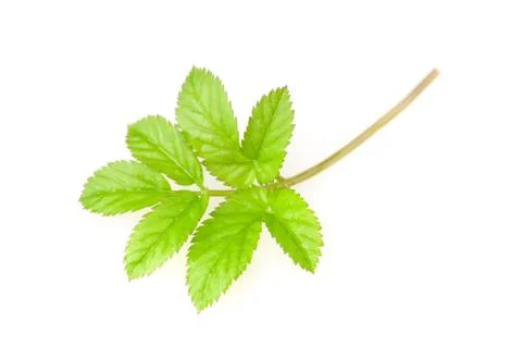 Young leaves of ground-elder 스톡 사진