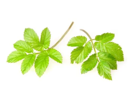 Young leaves of ground-elder Stock Photos