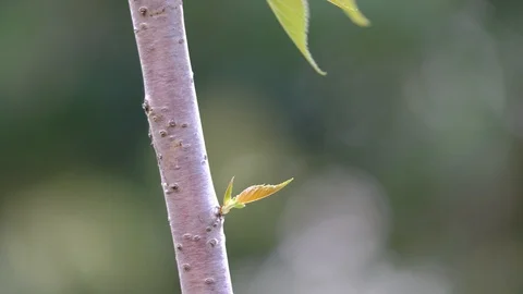 Young leaves growing on spring branches macro shot Stock-Footage 108984149