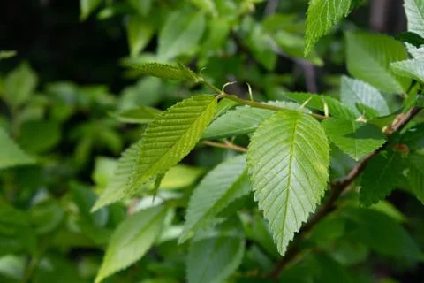 Young leaves growing on a tree in spring in the sun Stock Photos