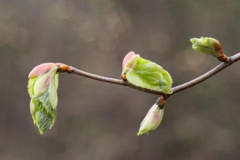 Young leaves of a hazel tree. Stock Photos