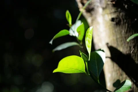 Young leaves of jackfruit Stock Photos