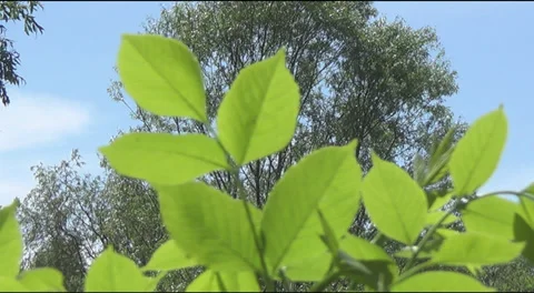 Young leaves, lake 스톡 동영상 38529197