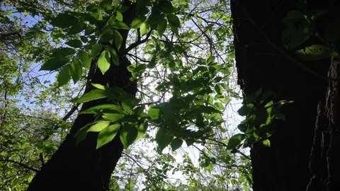 Young leaves of a large tree 動画素材 107974481