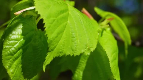 Young leaves of a lime tree are swaying in the wind on a branch. Spring has.. Stock Footage 274084124