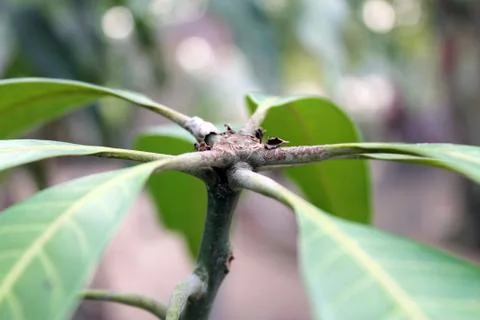 Young leaves of mango Foto stock