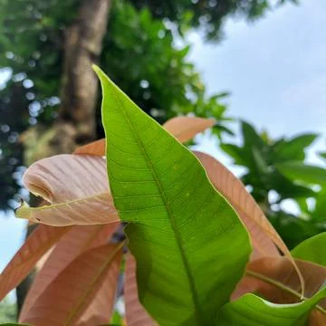 Young leaves of the mango tree, seen directly from below Stock Photos