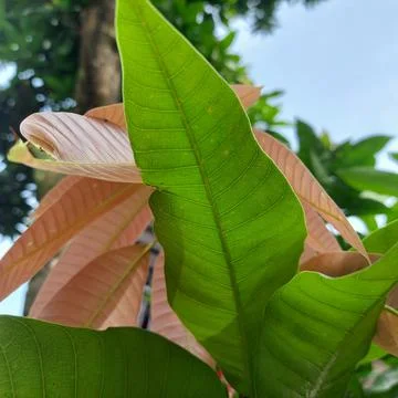 Young leaves of the mango tree, seen directly from below Stock Photos
