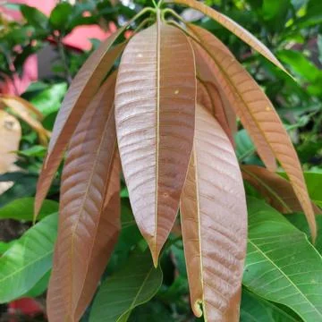 Young leaves of the mango tree, seen directly from below Stock Photos