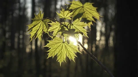 The young leaves of a maple lit with the sun during a sunset Stock Footage 91097455