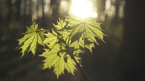The young leaves of a maple lit with the sun during a sunset Stock Footage 91097472