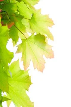 Young leaves of maple Stock Photos
