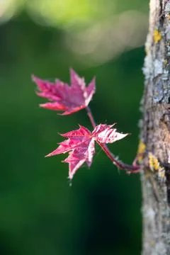 Young leaves maple. Red-leafed close-up. Blurry green background. Copy space. Stock Photos