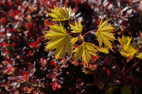 Young Leaves of Maple tree against purple decorative boxwood bush. Bright Stock Photos