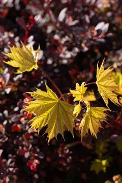 Young Leaves of Maple tree against purple decorative boxwood bush. Bright Stock Photos