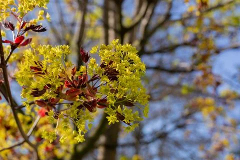 Young Leaves of Maple tree against purple decorative boxwood bush. Bright Stock Photos