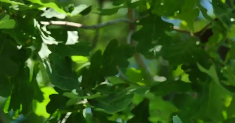 Young leaves of oak on wind Stock Footage 68145151