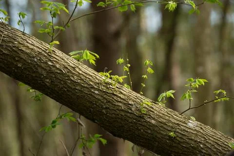 Young leaves on an old tree trunk Stock Photos