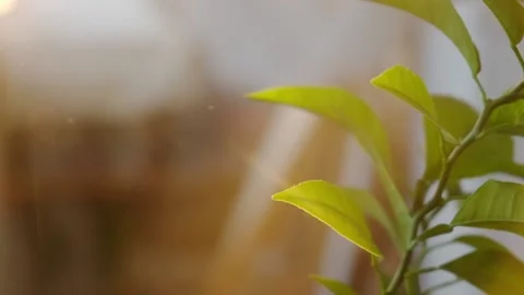 Young leaves of an orange tree Stock Footage 163735794