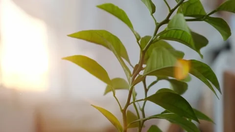 Young leaves of an orange tree Stock Footage 163735809