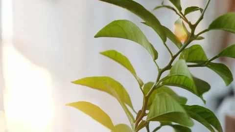 Young leaves of an orange tree Stock Footage 163735836