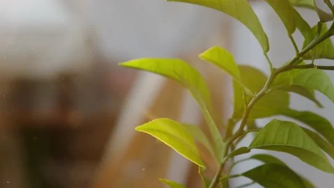 Young leaves of an orange tree in the warm rays of the sun at sunset Stock Footage 163735742