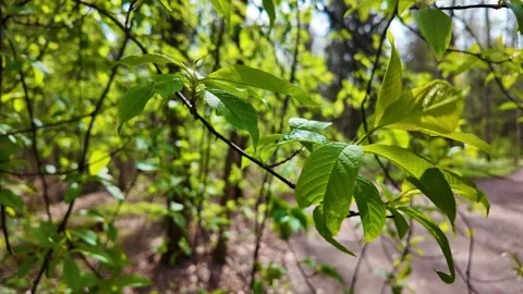 Young leaves in the park in early spring. Slowmotion Stock Footage 337784312