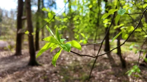 Young leaves in the park in early spring. Slowmotion Stock Footage 337784314