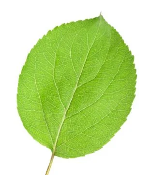 Young leaves Stock Photos