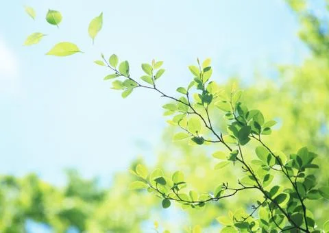 Young leaves Stock Photos