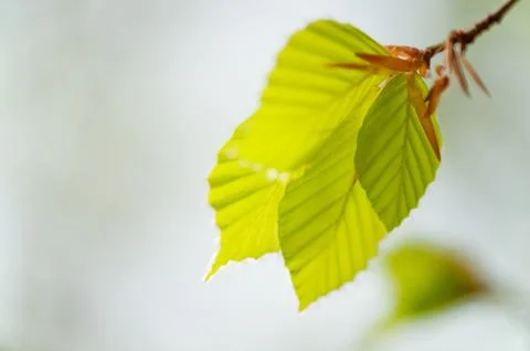 Young leaves 스톡 사진