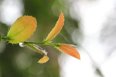 Young leaves Stock Photos