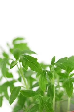 Young leaves Stock Photos