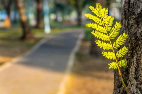 Young leaves Stock Photos