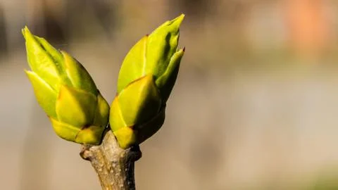 Young leaves Stock Photos