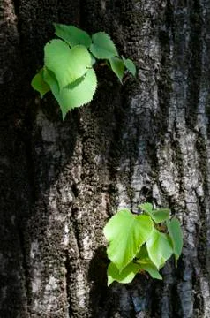 Young leaves Stock Photos