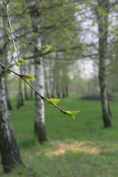 Young leaves Stock Photos