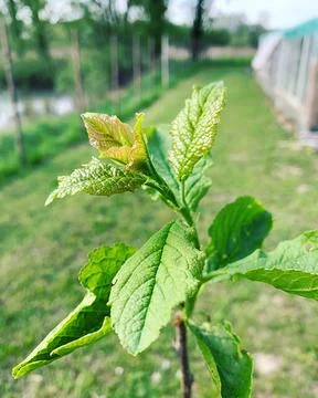 Young leaves Stock Photos